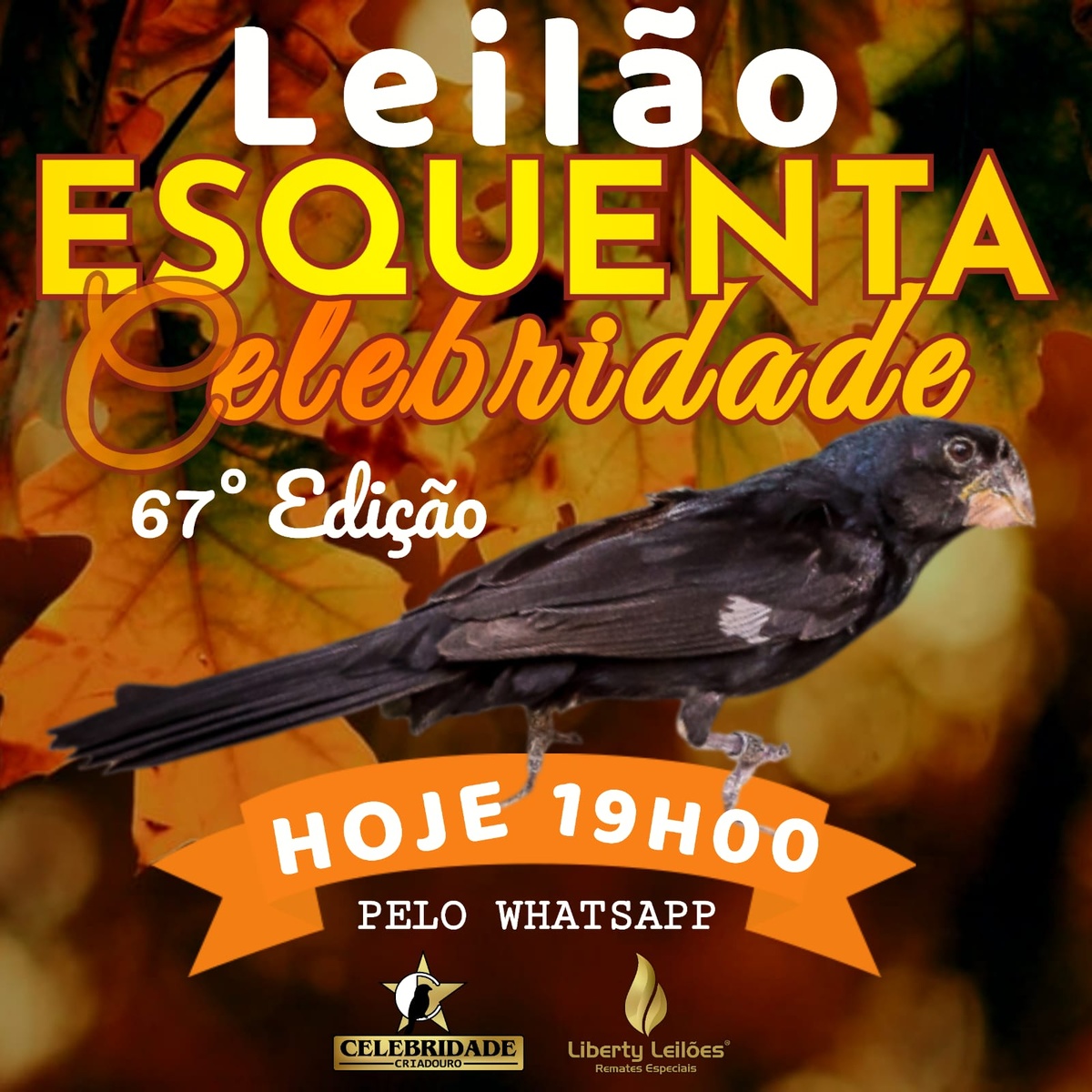 67º Edição - Leilão Esquenta Celebridade